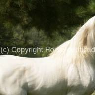 Mélanome chez les chevaux - l'acide bétulinique comme inhibiteur sélectif du mélanome